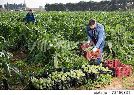 Farmer stacking boxes with artichokes 78460332