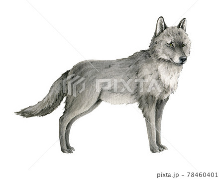 Arctic Wolf Png Stock Illustrations – 6 Arctic Wolf Png Stock
