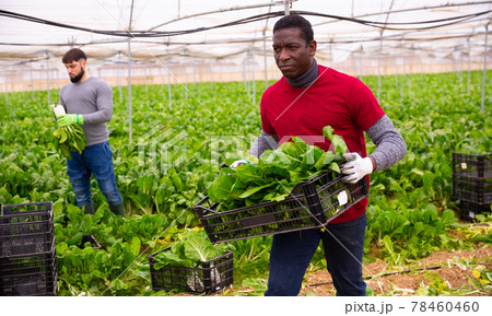 African American worker carrying crate with green chard 78460460
