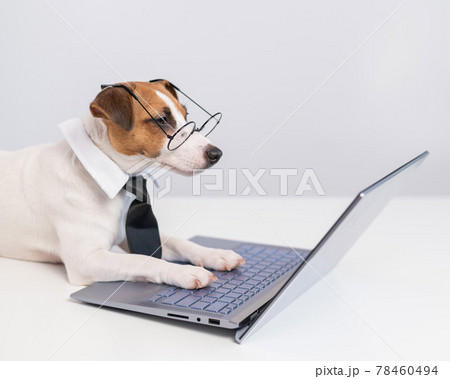 Smart dog jack russell terrier in a tie and glasses sits at a laptop on a white background. 78460494