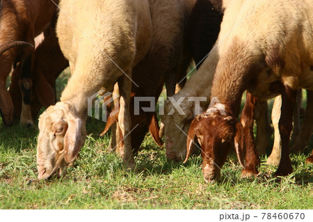 goats and rams graze in a pasture by a road in northern Israel goats and rams graze in a pasture by a road in northern Israel 78460670