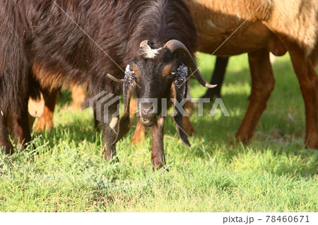 goats and rams graze in a pasture by a road in northern Israel	 78460671