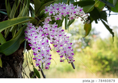Blooming pink Rhynchostylis gigantea on tree 78460879