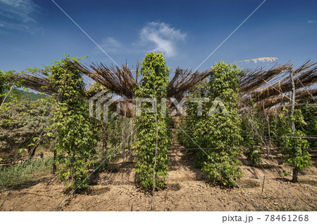 peppercorn trees growing in organic natural pepper farm   kampot cambodia 78461268
