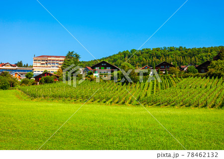 Vineyards in Spiez town, Switzerland 78462132