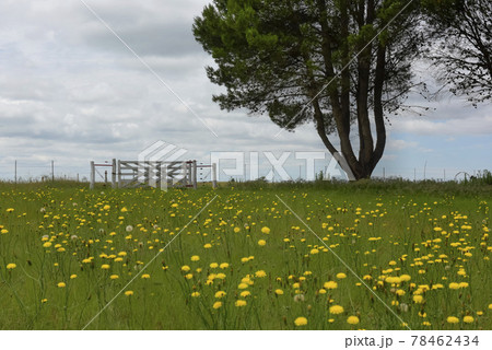 Spring landscape, La Pampa, Argentina 78462434