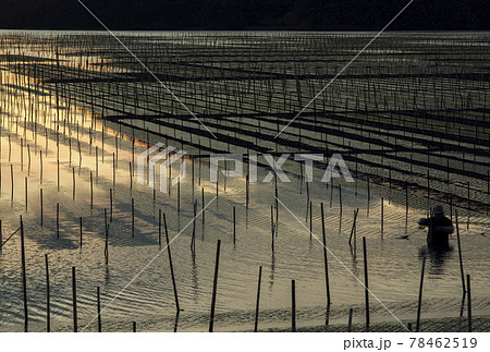 あおさ海苔養殖　アオサ海苔収穫　アオサノリと海と漁師 78462519