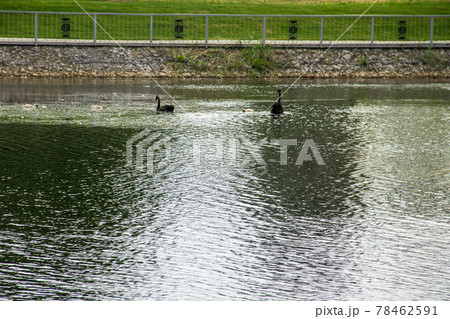 Black swans family floating on the lake surface Black swans family floating on the lake surface 78462591