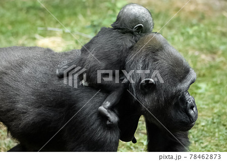 Baby gorilla sits on mom's backの写真素材 [78462873] - PIXTA