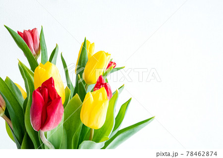 Bunch of red and yellow tulips on white background Bunch of red and yellow tulips on white background 78462874