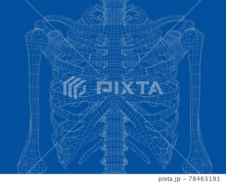 Skeleton of a human chest. Vector 78463191