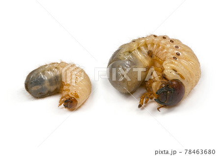 Larva of a rhinoceros and may beetles 78463680