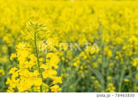 Canola flower. Rapeseed plant, colza rapeseed...の写真素材