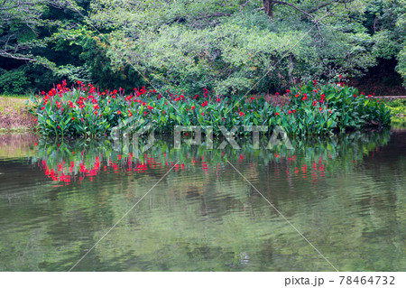 梅雨の時期に咲く花が美しい水のある八景水谷公園 梅雨の時期に咲く花が美しい水のある八景水谷公園 78464732
