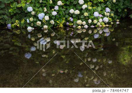 梅雨の時期に咲く花が美しい水のある八景水谷公園 梅雨の時期に咲く花が美しい水のある八景水谷公園 78464747