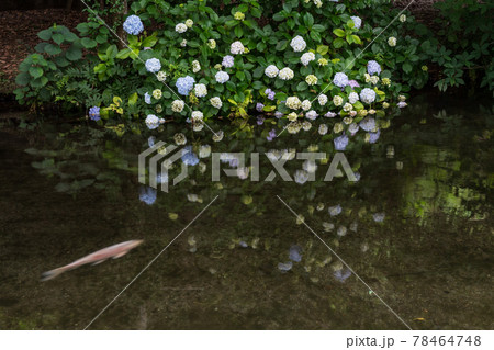 梅雨の時期に咲く花が美しい水のある八景水谷公園 梅雨の時期に咲く花が美しい水のある八景水谷公園 78464748