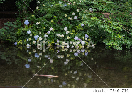 梅雨の時期に咲く花が美しい水のある八景水谷公園 梅雨の時期に咲く花が美しい水のある八景水谷公園 78464756