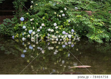 梅雨の時期に咲く花が美しい水のある八景水谷公園 梅雨の時期に咲く花が美しい水のある八景水谷公園 78464758