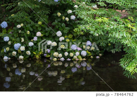 梅雨の時期に咲く花が美しい水のある八景水谷公園 梅雨の時期に咲く花が美しい水のある八景水谷公園 78464762