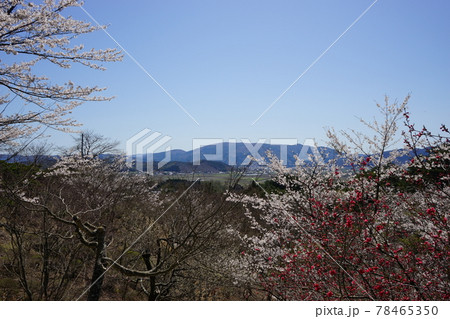 春の遠野 福泉寺 春の遠野 福泉寺 78465350