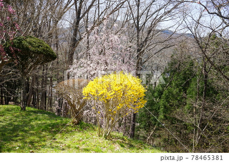 春の遠野　福泉寺 78465381