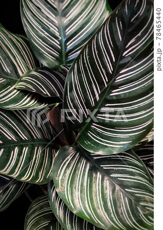 Macro view of the leaves on a pinstripe calathea plant Macro view of the leaves on a pinstripe calathea plant 78465440