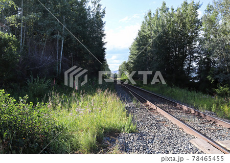 A lonely train track disappears into a wooded stretch 78465455
