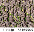 background natural texture of old tree bark with moss or foliage 78465505