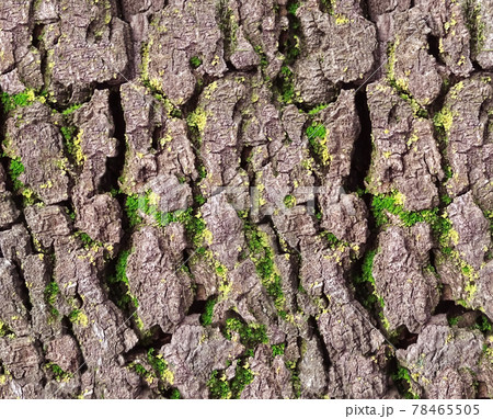 background natural texture of old tree bark with moss or foliage 78465505