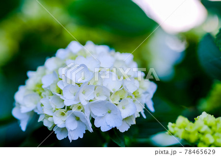 アジサイ（紫陽花）・5月下旬 78465629