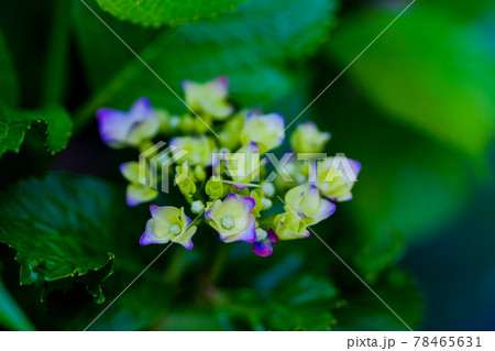 アジサイ（紫陽花）・5月下旬 78465631