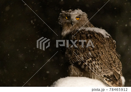 森の神　シマフクロウ 78465912