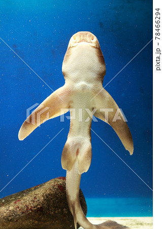 ネコザメ 猫鮫 サザエ割り サメ 鮫の写真素材 [78466294] - PIXTA