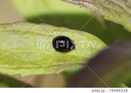 ダンダラテントウ 78466336