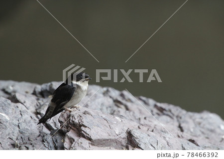 巣から落下したツバメの雛（巣立ちビナ） 78466392