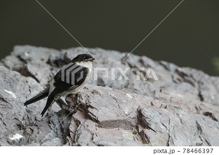巣から落下したツバメの雛(巣立ちビナ) 巣から落下したツバメの雛(巣立ちビナ) 78466397