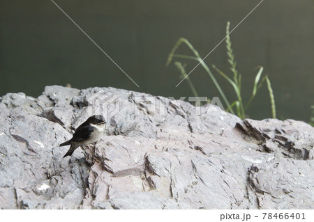 巣から落下したツバメの雛(巣立ちビナ) 巣から落下したツバメの雛(巣立ちビナ) 78466401