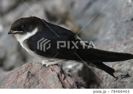 巣から落下したツバメの雛(巣立ちビナ) 巣から落下したツバメの雛(巣立ちビナ) 78466403