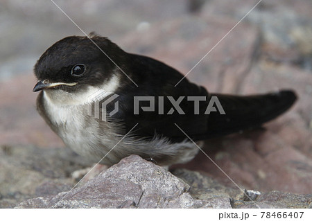 巣から落下したツバメの雛（巣立ちビナ） 78466407