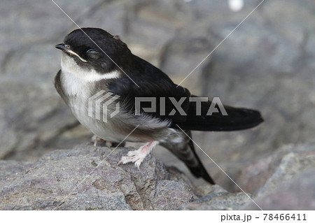 巣から落下したツバメの雛(巣立ちビナ) 巣から落下したツバメの雛(巣立ちビナ) 78466411