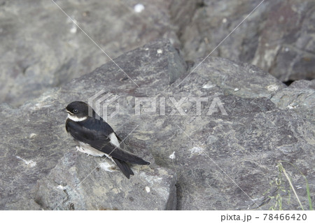 巣から落下したツバメの雛(巣立ちビナ) 巣から落下したツバメの雛(巣立ちビナ) 78466420