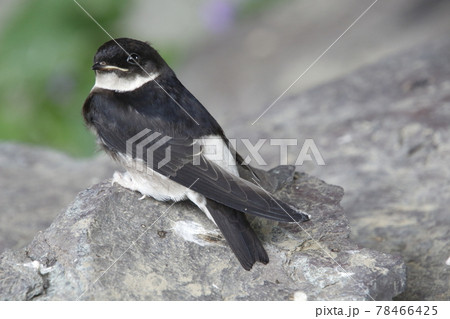 巣から落下したツバメの雛(巣立ちビナ) 巣から落下したツバメの雛(巣立ちビナ) 78466425