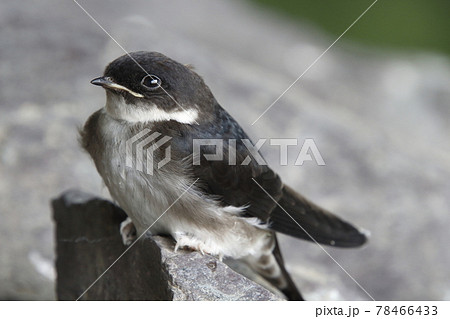 巣から落下したツバメの雛(巣立ちビナ) 巣から落下したツバメの雛(巣立ちビナ) 78466433