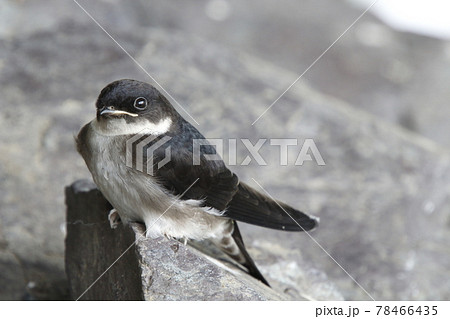 巣から落下したツバメの雛(巣立ちビナ) 巣から落下したツバメの雛(巣立ちビナ) 78466435
