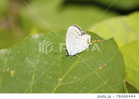 ツバメシジミ 78466444