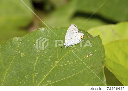 ツバメシジミ 78466445
