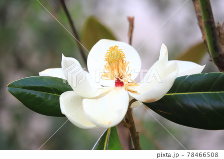 開花中の泰山木（タイサンボク） 78466508