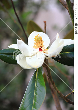 開花中の泰山木(タイサンボク) 開花中の泰山木(タイサンボク) 78466509