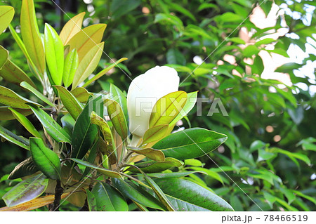 泰山木（タイサンボク）の大きなつぼみ 78466519
