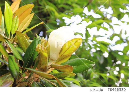 泰山木（タイサンボク）の大きなつぼみ 78466520